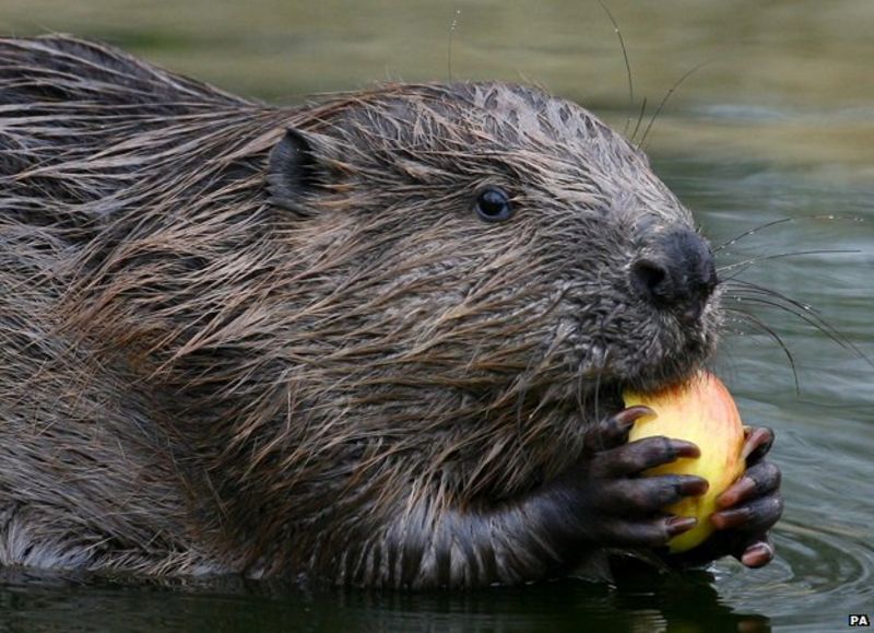 Who, What, Why Do beavers prevent flooding? BBC News