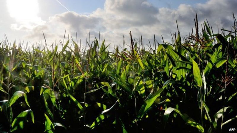 Gm Crop Growing Banned In Northern Ireland Bbc News