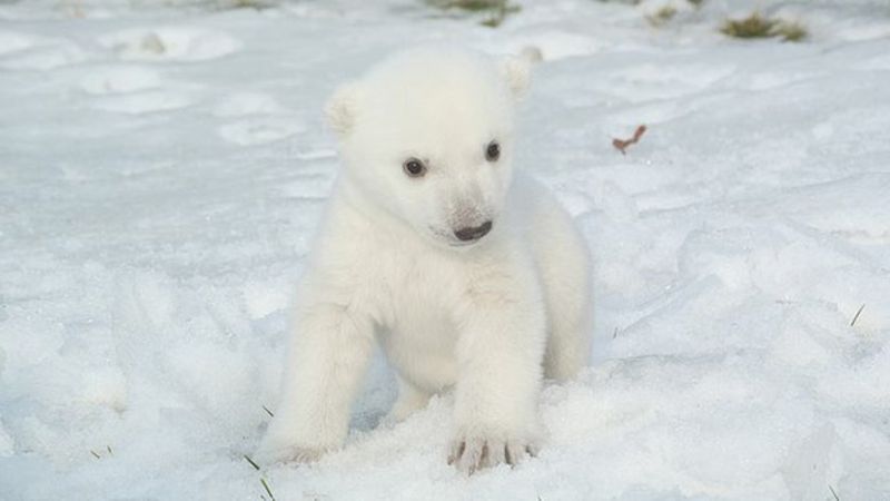 canada-mysterious-origins-for-baby-polar-bear-s-name-bbc-news