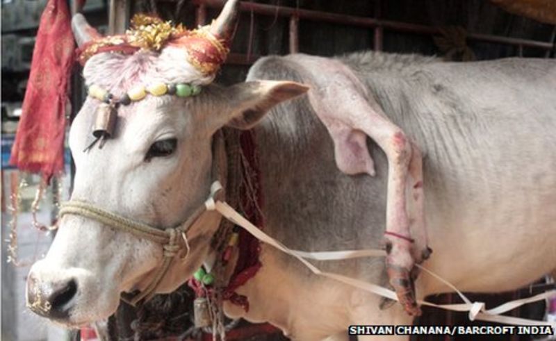 Five Legged Cow Thought To Bring Luck On Tour In India Bbc News