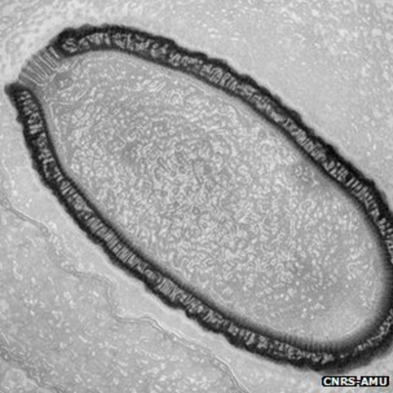 Year Old Giant Virus Comes Back To Life Bbc News