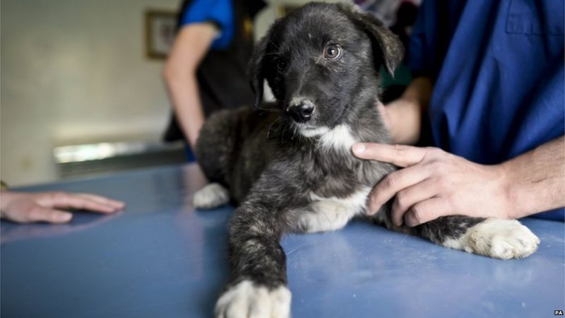 Dogs of war: The British woman rescuing Afghanistan's hounds - BBC News