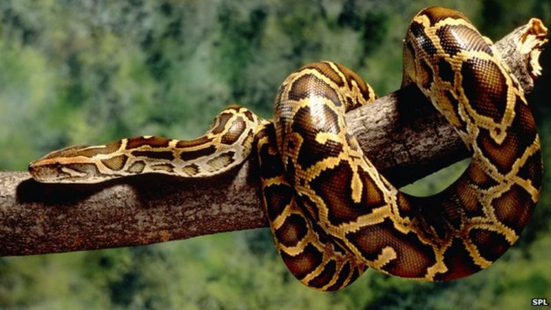 Giant pythons have 'homing instinct' - BBC News