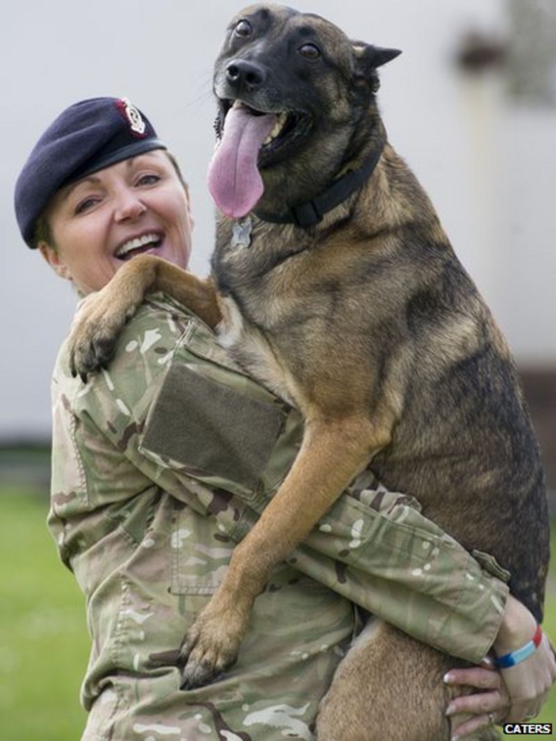 Soldier saves bomb dog threatened with being put down BBC News