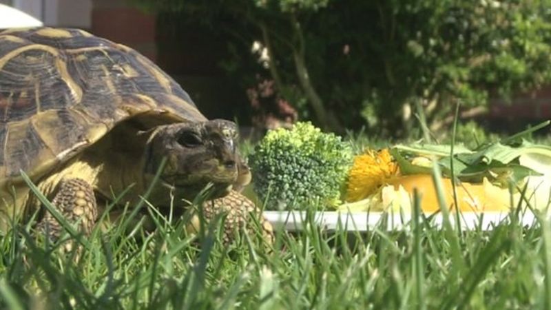 Usain Bolt of tortoises races to world record - BBC News