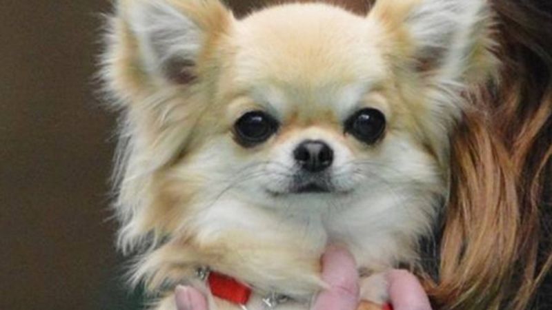 Peterborough Chihuahua dog found after Facebook plea - BBC News