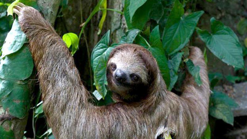 How sloths breathe upside down explained by scientists - BBC News