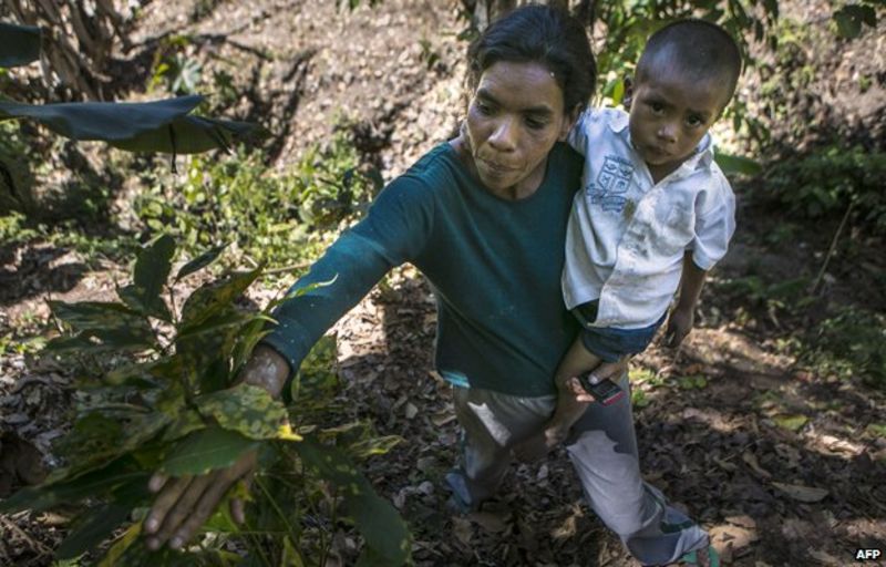 Who, What, Why What is coffee rust? BBC News