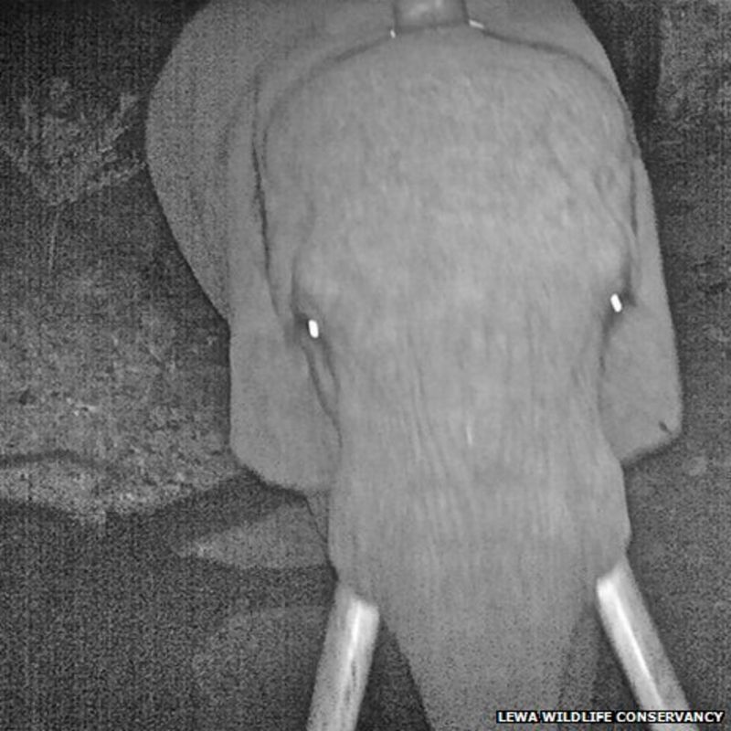 The elephants’ graveyard Protecting Kenya’s wildlife BBC News