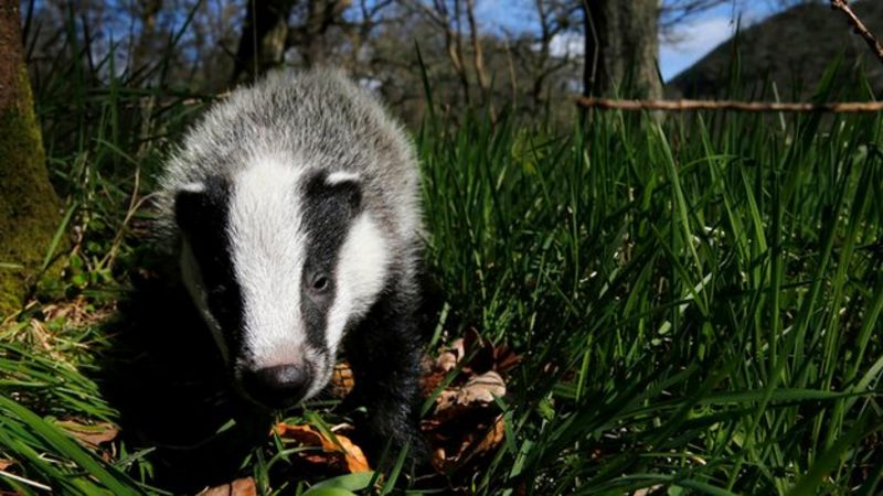 Badgers May Not Spread TB To Cattle Through Direct Contact - BBC News