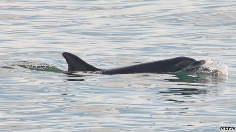 Dolphin attacks on Cardigan Bay porpoises baffle experts - BBC News - Dolphins Go On Killing Sprees When Sexually Frustrated