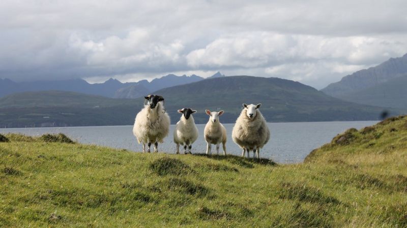 Your pictures of Scotland: 11 - 18 July - BBC News