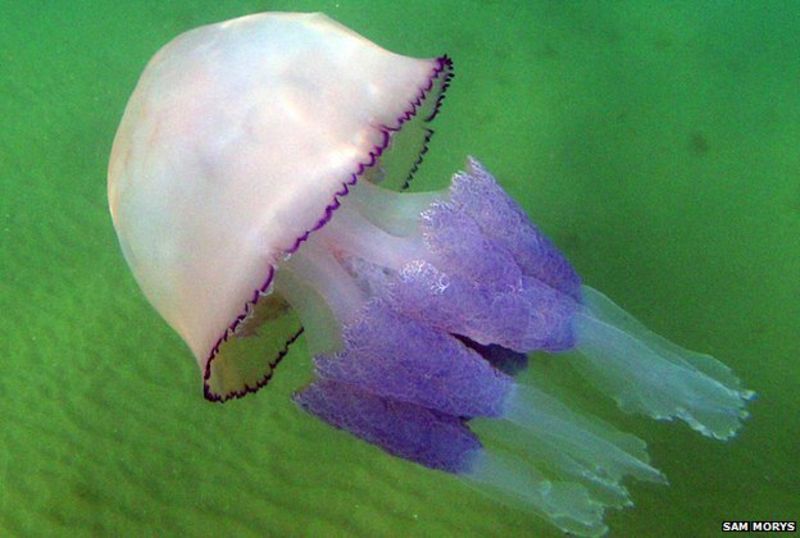 Jellyfish set for record number of sightings BBC News