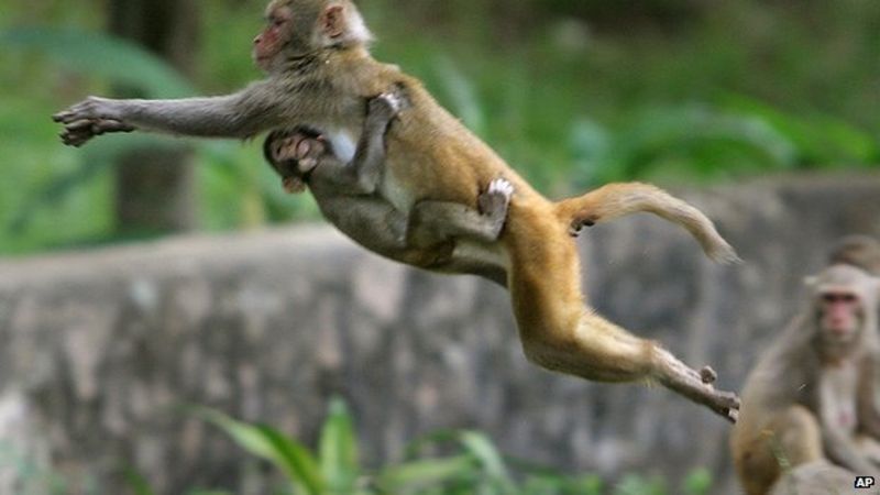 india-employs-40-mimics-to-scare-off-parliament-monkeys-bbc-news