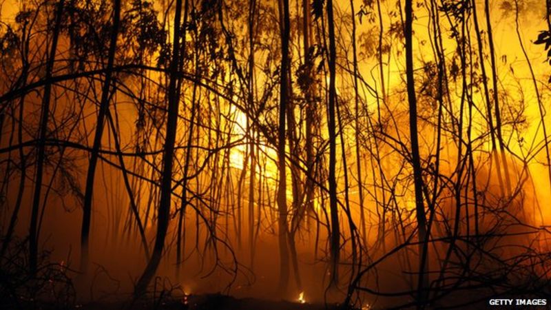 Climate 'key driver' in European forest disturbances - BBC News