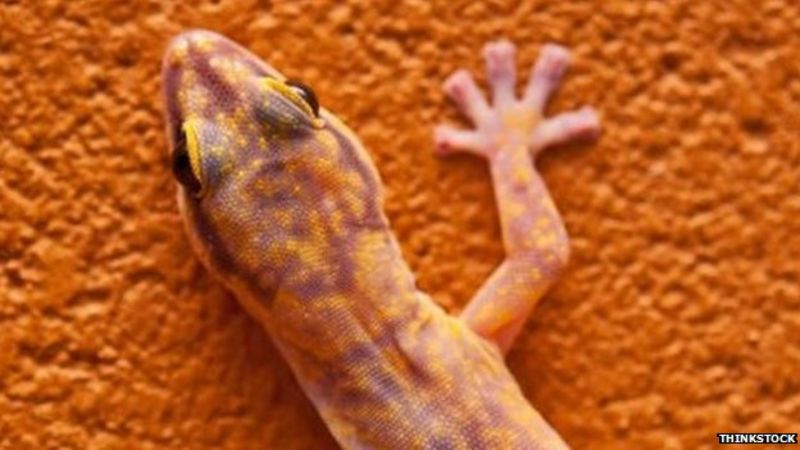 Sex Geckos Die In Orbit On Russian Space Project Bbc News