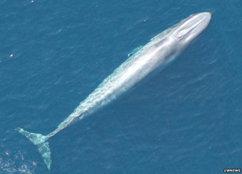 California blue whales bounce back to near historic numbers - BBC News