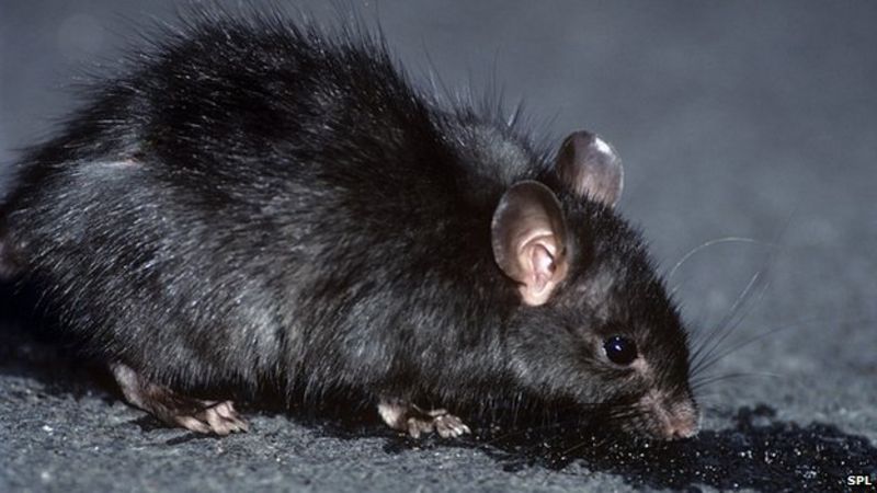 Prioritising islands' invasive pest control - BBC News