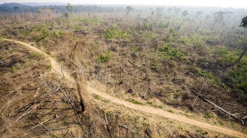 Figures Confirm Amazon Rainforest Destruction Rate - BBC News