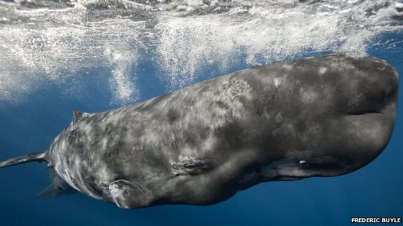 The freedivers who swim with whales - BBC News