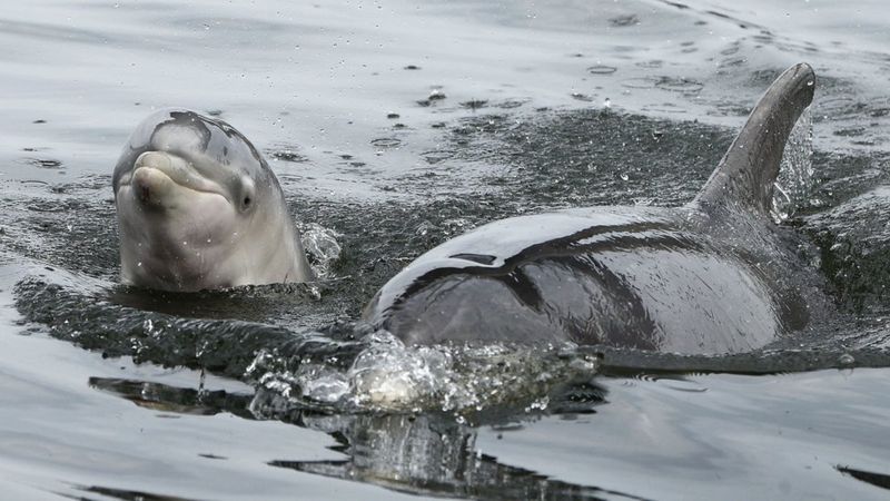 Baby dolphin prompts Inverness boat warning - BBC News