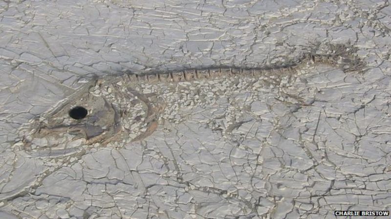 Ancient African fish dust nourishes Amazon - BBC News