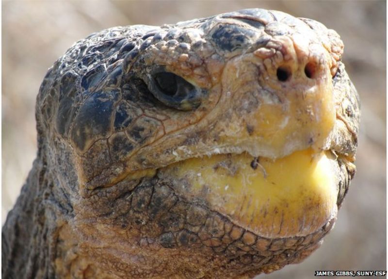 Giant tortoise makes 'miraculous' stable recovery - BBC News