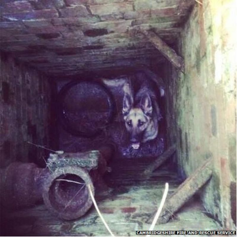 Dog in Cambridgeshire manhole sparks danger warning BBC News