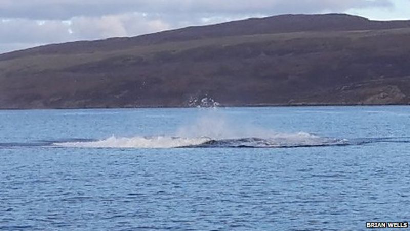 Breaching Humpback Whale Makes A Big Splash Off Skye - BBC News