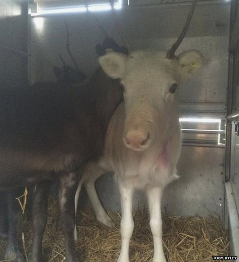 Reindeer escapes from Christmas tree farm in Market Bosworth BBC News