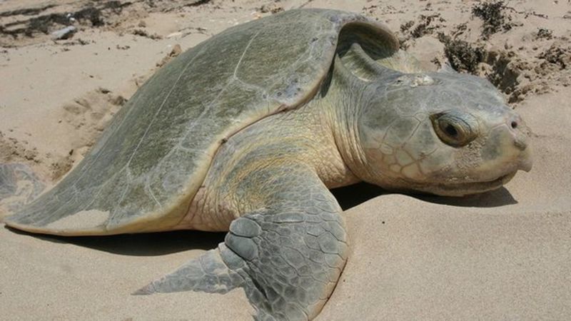 Rare turtles found on Formby and Walney Island beaches - BBC News