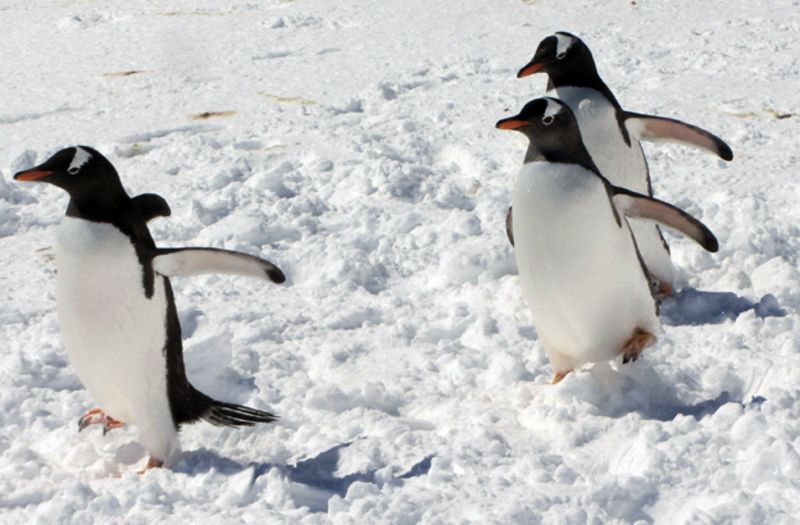Should tourists be banned from Antarctica? BBC News