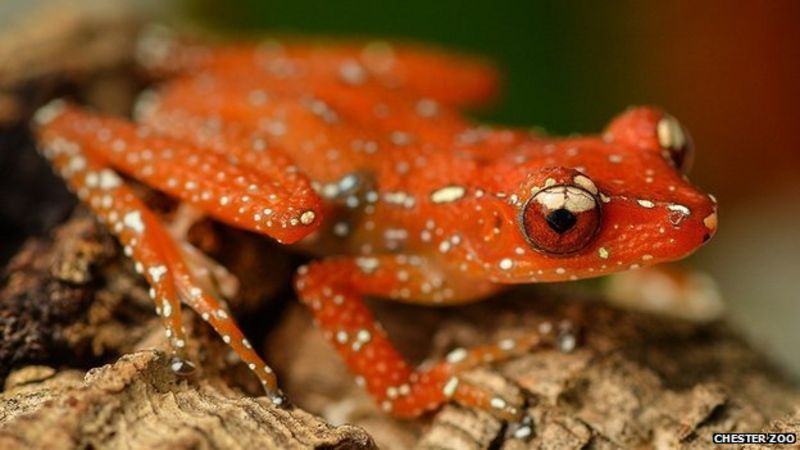 Chester Zoo's breeding of cinnamon frogs is European 'first' - BBC News