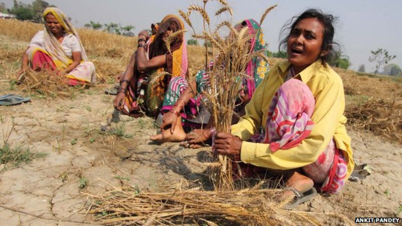 Rain misery for Indian farmers - BBC News