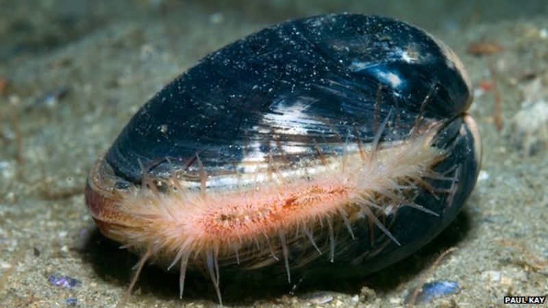 Irish Sea: Wildlife Trust warns of 'marine disaster' - BBC News