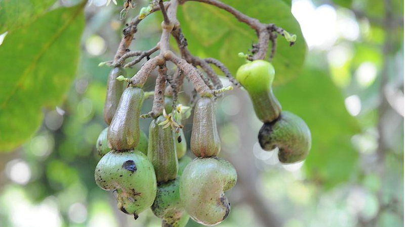 Cashew nuts, Brazil (Image: PJ Stephenson)
