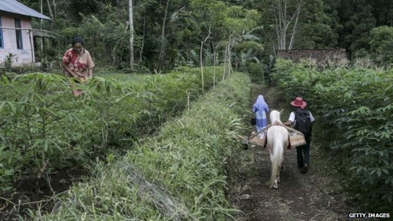 The Indonesian horse that acts as a library - BBC News