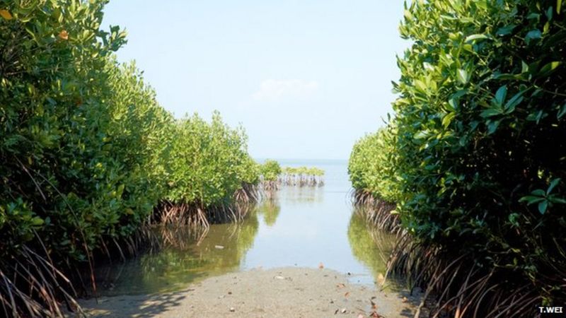 Sri Lanka first nation to protect all mangrove forests - BBC News