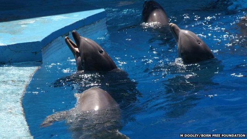 Dolphin Reality Show Filming Suspended In Portugal Bbc News 7063