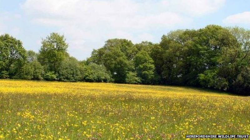 Birches Farm, in Herefordshire, is bought by wildlife trust - BBC News