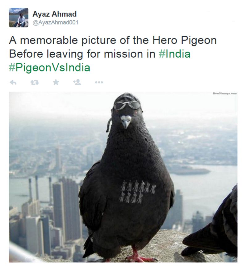 Pakistanis Respond After 'spy Pigeon' Detained In India - BBC News