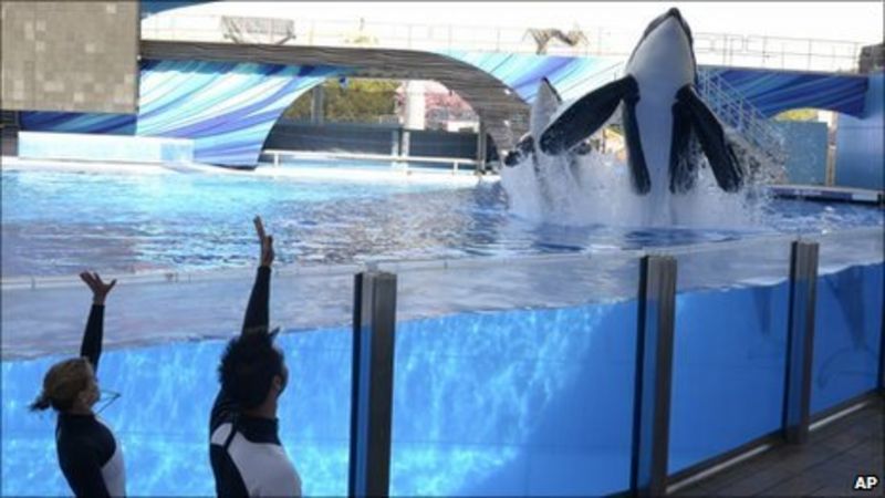 Trainer-killing orca Tilikum back in SeaWorld show - BBC News