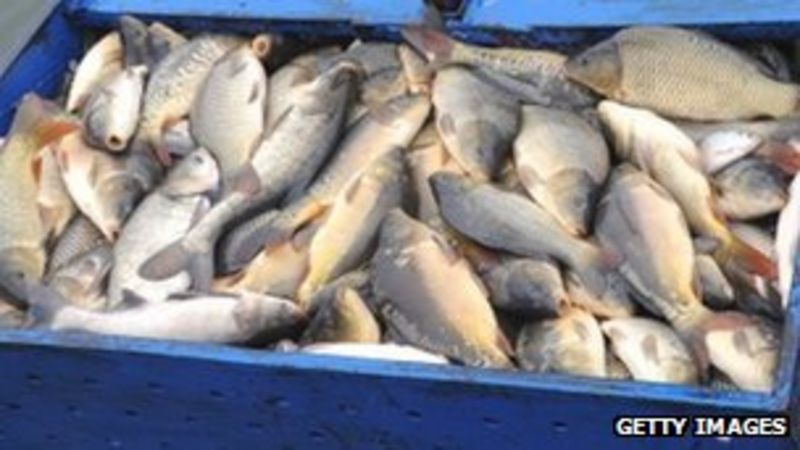 Thousands of fish released into River Tyne - BBC News