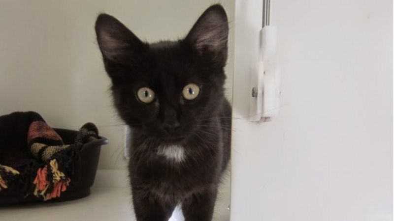 Swansea animal rescue centre sees cat and kitten increase - BBC News