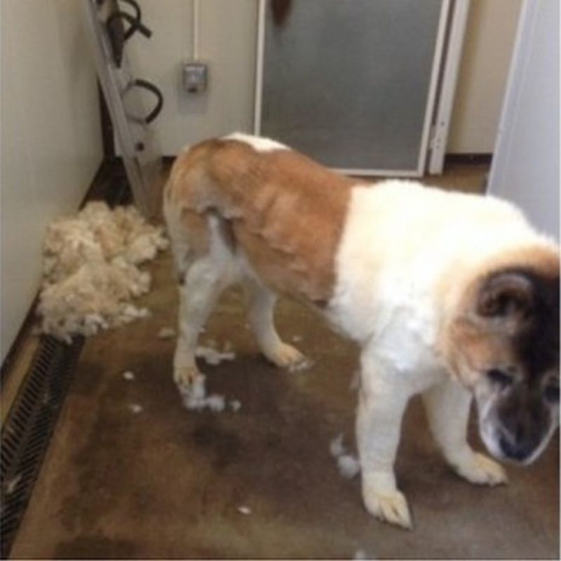 Dog attack woman files compensation case against friend BBC News