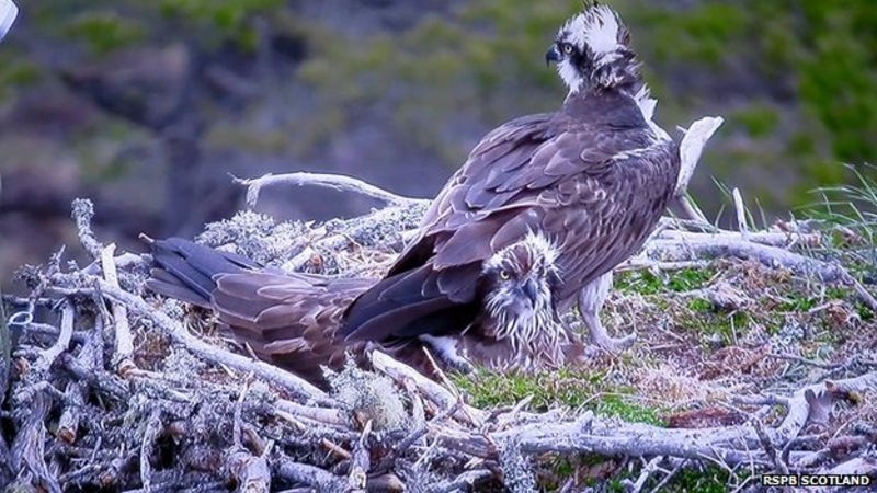 how many eggs do osprey lay