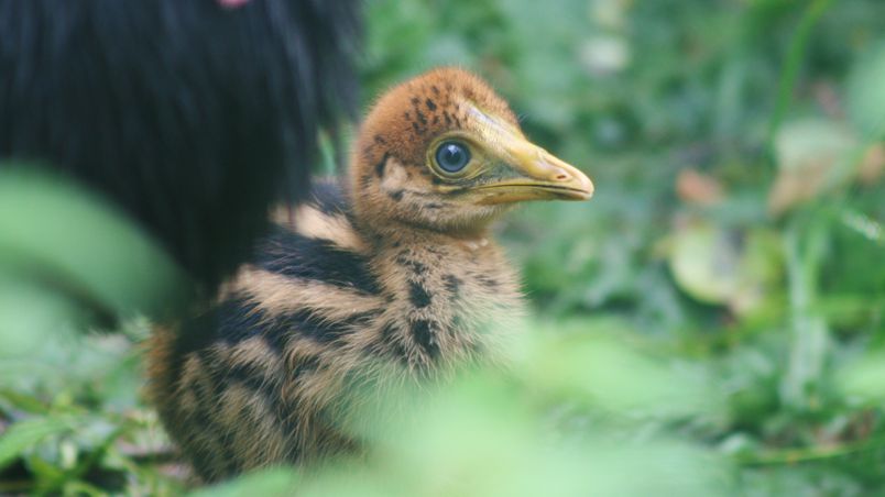 A close-up of the small, fluffy, humbug-coloured chick amidst green foliage. 