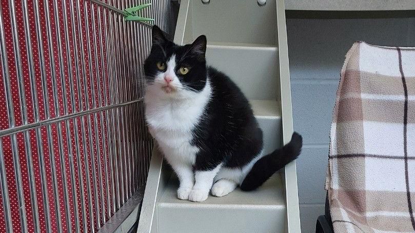 Sarina the cat at the rehoming centre perched on some little cat steps