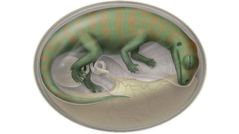 Artist's impression of Lufengosaurus embryo