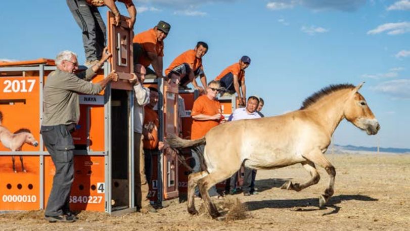 A Przewalski's horse being released in Mongolia 